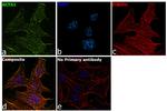 Actin Antibody in Immunocytochemistry (ICC/IF)