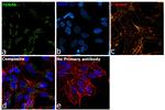 TGN46 Antibody in Immunocytochemistry (ICC/IF)