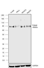 TGN46 Antibody in Western Blot (WB)