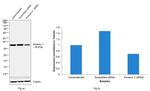 Annexin V Antibody in Western Blot (WB)