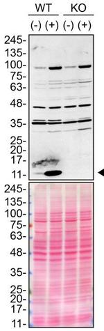 Midkine Antibody