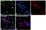 Neutrophil elastase Antibody in Immunocytochemistry (ICC/IF)