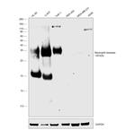 Neutrophil elastase Antibody in Western Blot (WB)