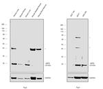 ARF6 Antibody in Western Blot (WB)