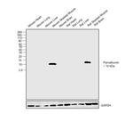 Parvalbumin Antibody in Western Blot (WB)