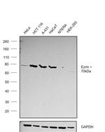 Ezrin Antibody