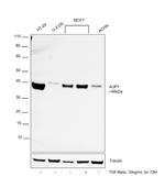 Aquaporin 1 Antibody