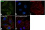 Aquaporin 1 Antibody in Immunocytochemistry (ICC/IF)