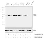 CYP2E1 Antibody