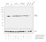 CYP2E1 Antibody