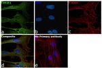 CYP2E1 Antibody in Immunocytochemistry (ICC/IF)