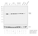 CYP2E1 Antibody in Western Blot (WB)