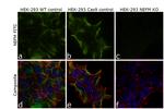 NEFM Antibody