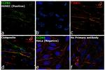 Claudin 5 Antibody