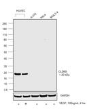 Claudin 5 Antibody