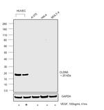 Claudin 5 Antibody