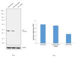 TIA-1 Antibody