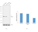 TIA-1 Antibody in Western Blot (WB)