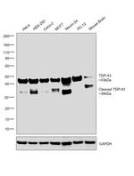 TDP-43 Antibody in Western Blot (WB)