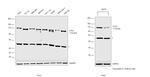 CTCF Antibody in Western Blot (WB)