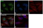 Ku70 Antibody in Immunocytochemistry (ICC/IF)