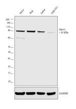 MRE11 Antibody in Western Blot (WB)