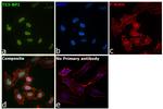 53BP1 Antibody in Immunocytochemistry (ICC/IF)