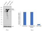 53BP1 Antibody