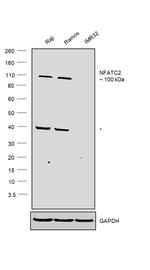 NFATC2 Antibody in Western Blot (WB)