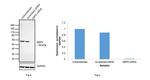 G6PD Antibody