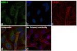 Annexin A2 Antibody in Immunocytochemistry (ICC/IF)