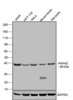 Annexin A2 Antibody in Western Blot (WB)