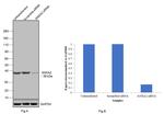 Annexin A2 Antibody