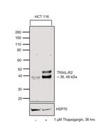 TRAIL-R2 (DR5) Antibody in Western Blot (WB)