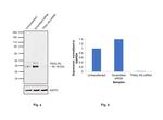 TRAIL-R2 (DR5) Antibody in Western Blot (WB)