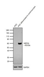 MEF2A Antibody