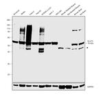 GLUT3 Antibody in Western Blot (WB)