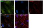 PDK1 Antibody in Immunocytochemistry (ICC/IF)