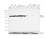 HTR2C Antibody