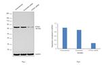 HTR2C Antibody in Western Blot (WB)