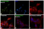 CYP3A4 Antibody