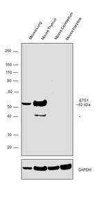 ETS1 Antibody