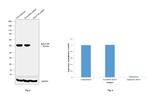 Ephrin B2 Antibody in Western Blot (WB)