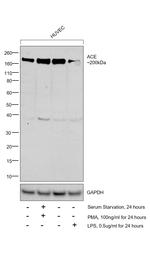 ACE Antibody