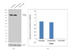 PIK3CD Antibody in Western Blot (WB)