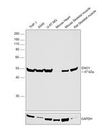 ENO1 Antibody in Western Blot (WB)