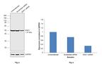 ENO1 Antibody