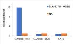 WDR5 Antibody in ChIP Assay (ChIP)