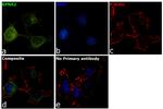 KPNA2 Antibody in Immunocytochemistry (ICC/IF)