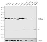 KPNA2 Antibody in Western Blot (WB)